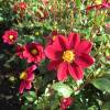 Dahlia Topmix Red