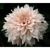 Dahlia Large Flowers Decorative 'Caf au lait'