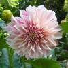 Dahlia Large Flowers Decorative 'Caf au lait'