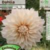 Dahlia Large Flowers Decorative 'Caf au lait'