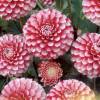 Dahlia Pompom 'Little William'