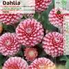 Dahlia Pompom 'Little William'