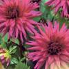 Dahlia Dwarf Cactus Mauve