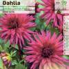 Dahlia Dwarf Cactus Mauve