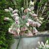 Honey garlic - Allium Siculum