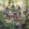 Honey garlic - Allium Siculum