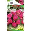 Begonia Multiflora Pink