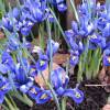 Iris Reticulata - Netted Iris