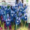 Iris Reticulata - Netted Iris