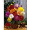 Dahlia Dwarf Cactus mixed