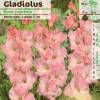 Gladiola 'Rose supreme'