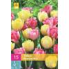 Tulip Fox Trot Double, Early flowering Mixed