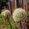 Allium stipitatum 'Mount Everest'