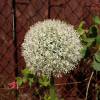 Allium stipitatum 'Mount Everest'