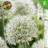 Allium stipitatum 'Mount Everest'