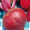 Detroit Beetroot