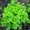 Blonde Oak leaf Lettuce