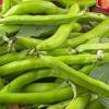 Seville Longpod Broad Bean