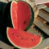 'Sugar Baby' Watermelon
