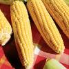 Sweet Corn seeds - 'Golden Bantam' Sweet Corn