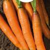 Touchon Carrot