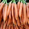 Carrot seeds - 'Tip Top' Nantes Carrot