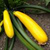 Gold Rush F1 Courgette