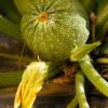 'Ronde de Nice' Courgette