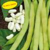 Dry Shelling Bean 'Lingot'