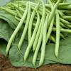 Dwarf French Bean 'Castandel'