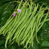 Dwarf French Bean 'Cupidon'