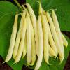 Dwarf French Bean 'Kinghorn Wax'