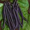 Beans seeds - Dwarf French Bean 'Purple Queen'