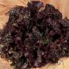 Lettuce seeds - Rouge Grenobloise Batavia Lettuce