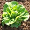 Lettuce seeds - 'Sucrine' Lettuce