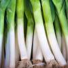 'Gros Long d'Et' Summer Leek