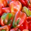 Spanish Pimento Sweet Pepper