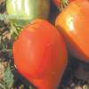 Beefsteak Tomato