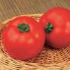 'Merveille des Marchs' Tomato
