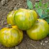 Tomato, 'Green Zebra'