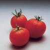 Tomato, 'Montfavet 63-5 Hyb. F1'