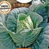 'Bacalan de Rennes' Cabbage