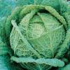 Saint John Savoy Cabbage