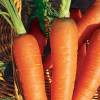 Colmar Carrot with red heart
