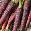 Purple Haze hyb F1 Carrot