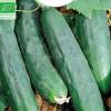 Cucumber Marketmore