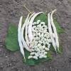 Dry Shelling Bean 'Michelet  longue cosse'