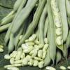 Dry Shelling Bean 'Flajoly'