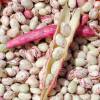 Dry Shelling Bean 'Coco rose de Prague'