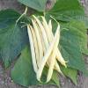 Dwarf Yellow French bean Major